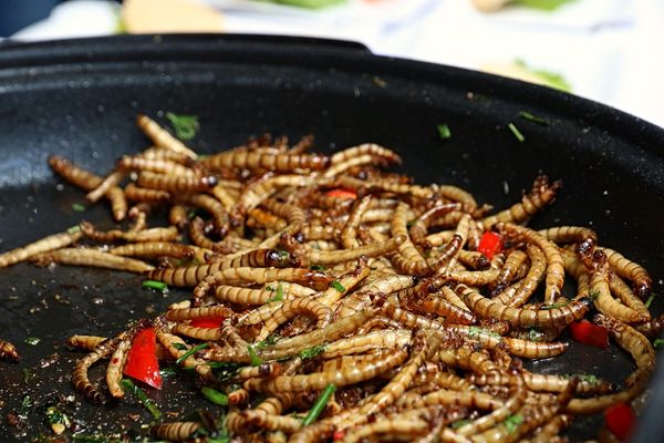 Kulinarne odkrycia: przygoda z owadami na talerzu